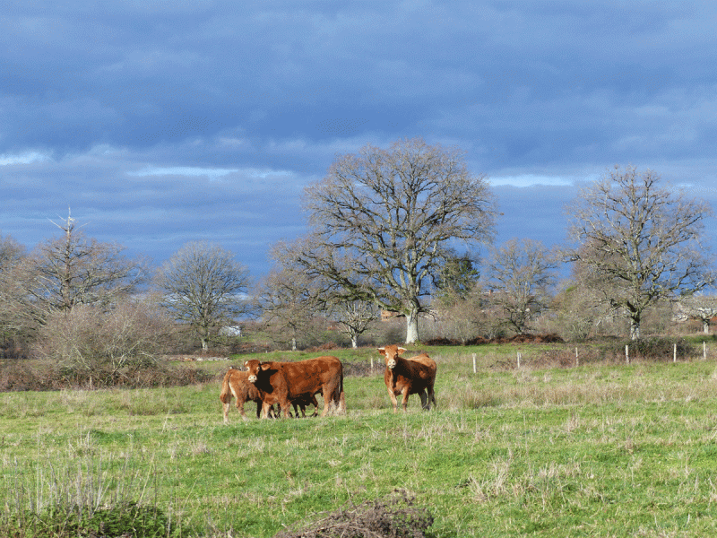 Les belles Limousines